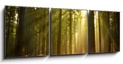 Obraz 3D třídílný - 150 x 50 cm F_BM27621934 - Beautiful Forest - Krásný les