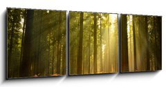 Obraz   Beautiful Forest, 150 x 50 cm