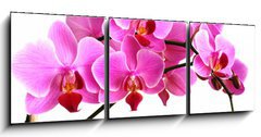 Obraz 3D tdln - 150 x 50 cm F_BM2768352 - pink orchid