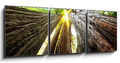 Obraz   Sequoya, 150 x 50 cm