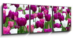 Obraz 3D tdln - 150 x 50 cm F_BM27832977 - tulipany