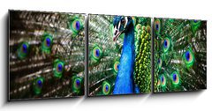 Obraz   Beautiful peacock, 150 x 50 cm