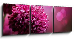 Obraz   Dahlia Autumn flower design. With copy space, 150 x 50 cm