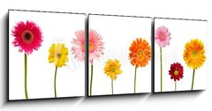 Obraz 3D tdln - 150 x 50 cm F_BM28406687 - flower nature garden botany daisy bloom pot