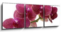 Obraz 3D třídílný - 150 x 50 cm F_BM28681970 - Macro of a beautiful pink orchid