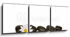Obraz 3D třídílný - 150 x 50 cm F_BM2881748 - spa stones and daisy - lázeňské kameny a sedmikrásky