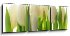 Obraz 3D tdln - 150 x 50 cm F_BM28819889 - Tulips