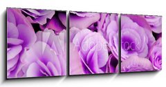 Obraz 3D tdln - 150 x 50 cm F_BM2932714 - flowers of the begonia