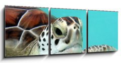 Obraz 3D tdln - 150 x 50 cm F_BM3040978 - water turtle
