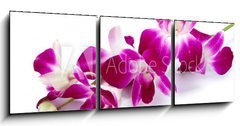 Obraz 3D třídílný - 150 x 50 cm F_BM30514912 - Orchidea
