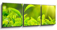 Obraz 3D tdln - 150 x 50 cm F_BM30841113 - Tea bud and leaves