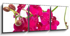 Obraz 3D tdln - 150 x 50 cm F_BM30847359 - orchidea su sfondo bianco