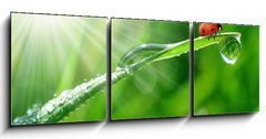 Obraz 3D tdln - 150 x 50 cm F_BM30860001 - fresh morning dew and ladybird