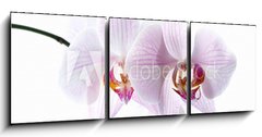 Obraz 3D tdln - 150 x 50 cm F_BM30876639 - pink spotted  orchids isolated on white background