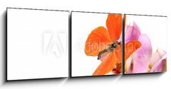 Obraz 3D tdln - 150 x 50 cm F_BM31050009 - Butterfly Appias zarinda zarinda perspicua isolated on white - Motl Appias zarinda zarinda perspicua izolovanch na blm