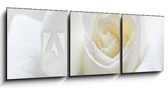 Obraz 3D tdln - 150 x 50 cm F_BM31158130 - Soft white rose