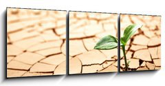Obraz 3D třídílný - 150 x 50 cm F_BM31371221 - Plant in dried cracked mud - Rostlina v sušeném popraskaném bahně
