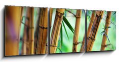 Obraz   Bamboo forest background, 150 x 50 cm