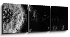 Obraz 3D tdln - 150 x 50 cm F_BM317106413 - White dandelion on blue