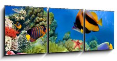 Obraz   Marine life on the coral reef, 150 x 50 cm