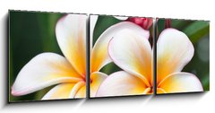 Obraz 3D tdln - 150 x 50 cm F_BM32139814 - fleurs de frangipanier