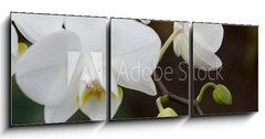 Obraz 3D tdln - 150 x 50 cm F_BM3245135 - phalaenopsis
