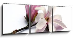 Obraz 3D tdln - 150 x 50 cm F_BM3283757 - magnolia blossom