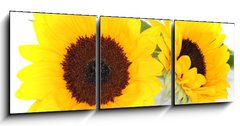 Obraz 3D tdln - 150 x 50 cm F_BM33524592 - Sonnenblumen