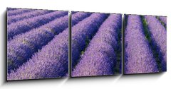 Obraz   Champs de lavande, 150 x 50 cm