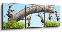 Obraz 3D tdln - 150 x 50 cm F_BM33747166 - teamwork, team of ants costructing bridge