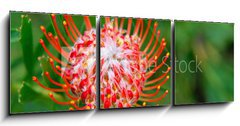 Obraz 3D tdln - 150 x 50 cm F_BM33831777 - PIncushion protea pink and orange