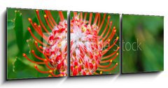 Obraz   PIncushion protea pink and orange, 150 x 50 cm
