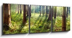 Obraz 3D třídílný - 150 x 50 cm F_BM33862548 - Forest Sunset - Lesní slunce