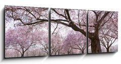 Obraz 3D třídílný - 150 x 50 cm F_BM34040343 - Sakura