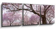 Obraz 3D tdln - 150 x 50 cm F_BM34040343 - Sakura