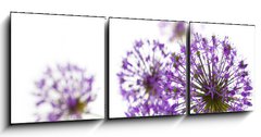 Obraz   Beautiful Allium / abstract on white, 150 x 50 cm