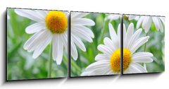 Obraz 3D tdln - 150 x 50 cm F_BM34344039 - daisy