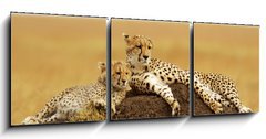 Obraz 3D tdln - 150 x 50 cm F_BM34598898 - Cheetahs on the Masai Mara in Southwestern Kenya