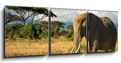 Obraz 3D tdln - 150 x 50 cm F_BM34914447 - Lone elephant in front of Mt. Kilimanjaro