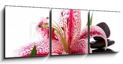 Obraz 3D tdln - 150 x 50 cm F_BM34989427 - Steine,Lilium