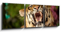 Obraz 3D tdln - 150 x 50 cm F_BM35010447 - The tiger growls