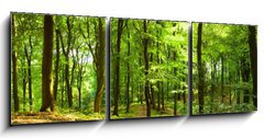 Obraz   Waldweg im Sommer, 150 x 50 cm