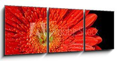Obraz   red gerbera daisy, 150 x 50 cm