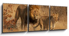 Obraz 3D tdln - 150 x 50 cm F_BM35669243 - Coppia di Leoni
