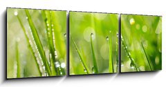 Obraz 3D tdln - 150 x 50 cm F_BM35733159 - Morning Dew