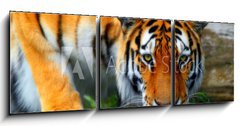 Obraz 3D tdln - 150 x 50 cm F_BM35795097 - tiger