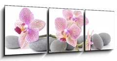 Obraz   Still life with pink orchid with gray stones, 150 x 50 cm