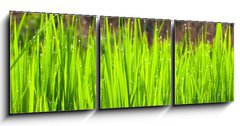 Obraz   Terraced rice fields in northern Thailand, 150 x 50 cm