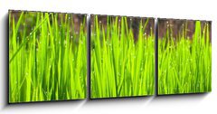 Obraz 3D tdln - 150 x 50 cm F_BM36700991 - Terraced rice fields in northern Thailand