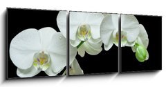 Obraz 3D tdln - 150 x 50 cm F_BM36934594 - White orchid on black background